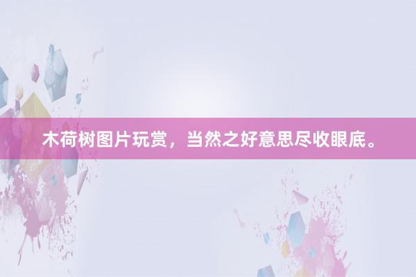 木荷树图片玩赏，当然之好意思尽收眼底。
